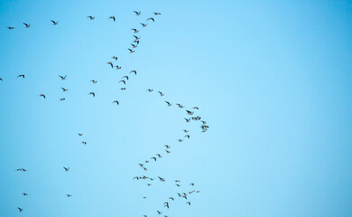 A flock of birds flies in the blue sky. Awakening of nature in spring, free flight. A flock of small birds in flight against a blue sky with clouds.