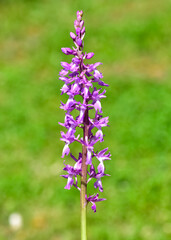 wild flowers, wild orchids in nature photos