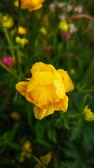 Close-Up of Vibrant Yellow Buttercup Flower