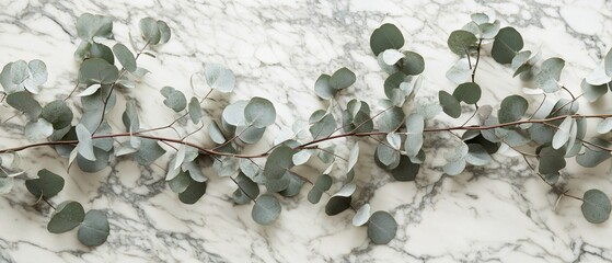 Elegant Eucalyptus Branch on Marble Background Subtle Minimalist Greenery Design