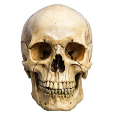 Obraz premium A human skull intensely detailed pale bone structure teeth jaw bone anatomy