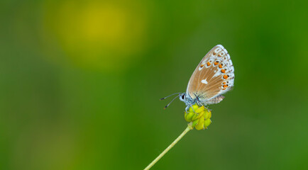 a wonderful butterfly with an overhead blue wing color, Polyommatus bellargus	