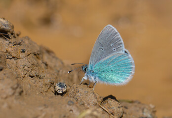 small blue butterfly on the ground, Pontic Blue, Polyommatus coelestinus
