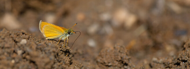 mineral field yellow butterfly, Essex Skipper, Thymelicus lineolus