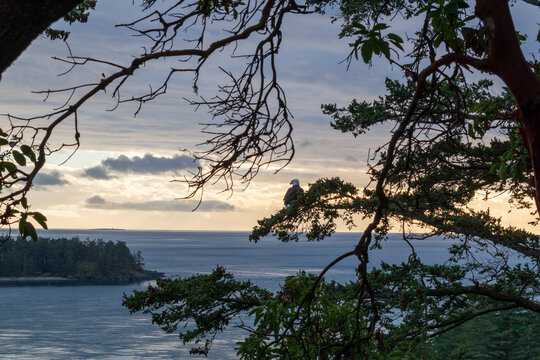 A majestic bald eagle perches on a tree with a view from Deception Pass State Park, Washington, USA.