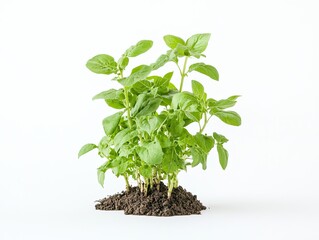 Fresh basil plant in soil against white background.