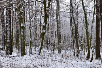 Fototapeta premium Winterwald in Bakony, Ungarn