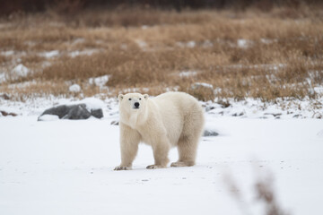 Polar bear on snow covered ground