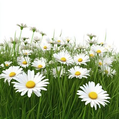 A peaceful meadow filled with daisies, gentle breeze creating ripples in the grass, on pure white background.