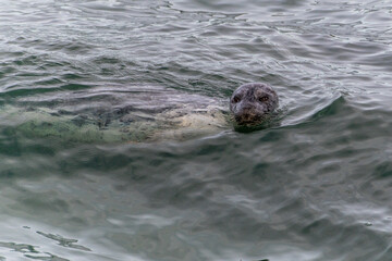 A harbor seal swims in the waters of the Puget Sound, Washington State, USA.