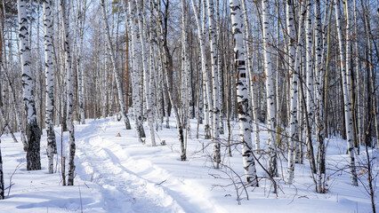 Path in snow in birch forest on sunny winter day. Road to rocks seven brothers and one sister....