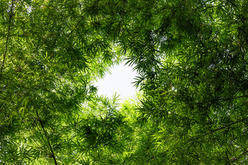 Wide angel of bamboo forest as green background