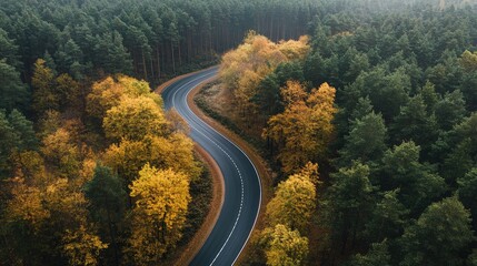 Naklejka premium Asphalt road curving through vibrant autumn forest showcasing golden leaves and lush greenery in serene nature landscape