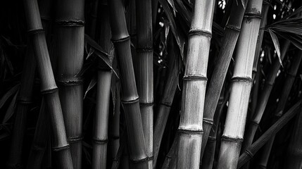 Black and white close-up of bamboo stalks showcasing their natural texture and elegant symmetry in a serene forest setting