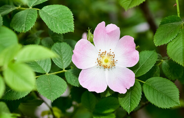 Natural flowers growing in rural areas. rosehip flower photos.