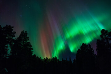 Zorza polarna z lasem w tle © Dawid