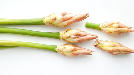Fresh galangal rhizomes isolated on white background showcasing their vibrant colors and unique shape used in Asian culinary traditions