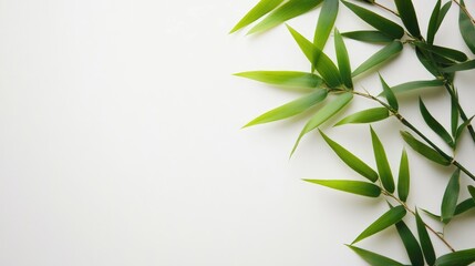 Fototapeta premium Bamboo Leaves Arranged Elegantly on a Clean White Background for Natural and Tropical Themes