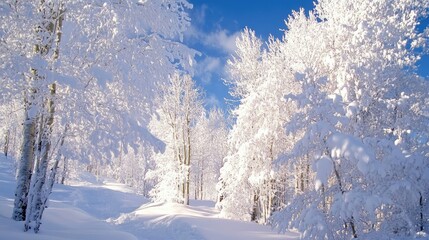 Aspen forest blanketed in pristine snow under a bright winter sky showcasing serene natural beauty and tranquility
