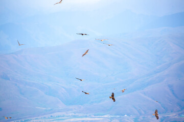 A flock of eagles flying over the mountains. Golden eagles in free flight. Wild birds of prey have gathered in a flock and are flying above the ground.