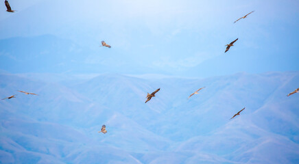 A flock of eagles flying over the mountains. Golden eagles in free flight. Wild birds of prey have gathered in a flock and are flying above the ground.