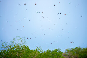 A flock of eagles flies to fnb. Golden eagles in free flight. Wild birds of prey gathered in a flock and fly above the ground.