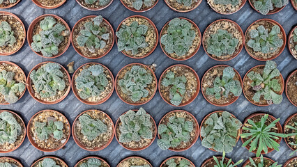 prickly ornamental plants and a variety of cactus photos