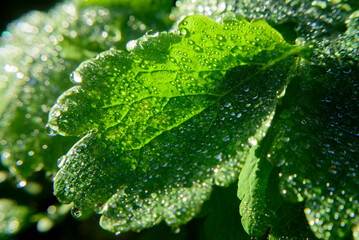 Gotas de rocío en hoja verde de planta