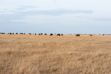 Obraz premium herd of sheep