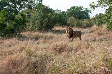 Fototapeta premium Lion in the Savannah