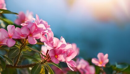 Obraz premium pink flowers blooming in hd wallpaper