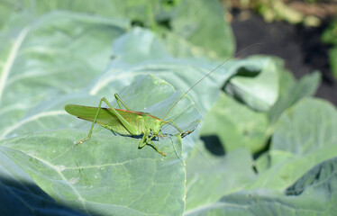 Green grasshopper on a cabbage leaf.