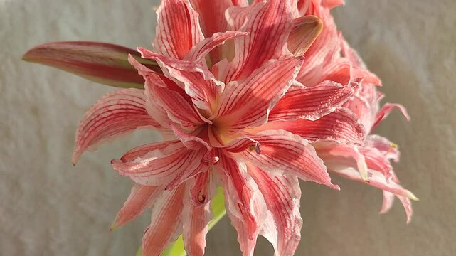 Hippeastrum or amaryllis variety Doublet. Beautiful blooming flower with large red white petals collected in inflorescences on sunny day close-up. Varietal cultivar flower hippeastrum or amaryllis