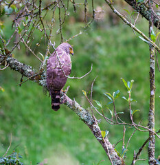 hawk bird on a branch