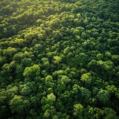 Naklejka premium Lush Green Forest Canopy Aerial View Nature Photography