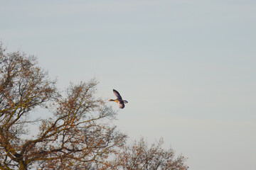 greylag goose with spread wings in the background the trees, soaring waterfowl in the morning sun, sunrise, Greylag goose in flight 