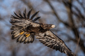 Eagle relase by REGI (Raptor Education Group, Inc), January 31, 2024, at the VFW Park in Prairie du Sac, Wisconsin  - Release of 5 immature bald eagles