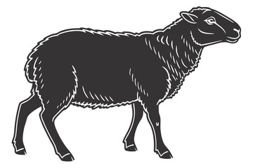 black and white sheep