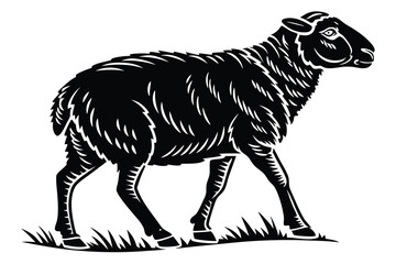 the sheep with a white background