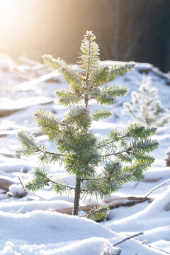 Un jeune sapin dans la neige dans le Morvan