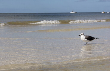 Seagull Near Water Clearwater Beach Florida on Sunny Day