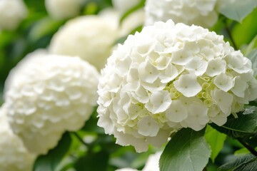 Close-up of delicate white hydrangea blossoms creating a serene atmosphere