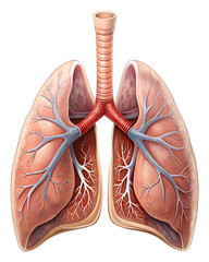 human lungs anatomy in blue on white background