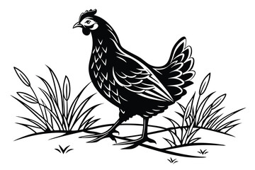 hen on white background