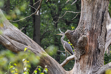 heron in the tree