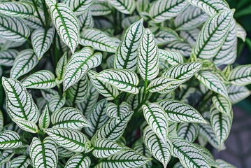 Lush Green and White Pictus Plant Leaves Detailed Foliage Texture