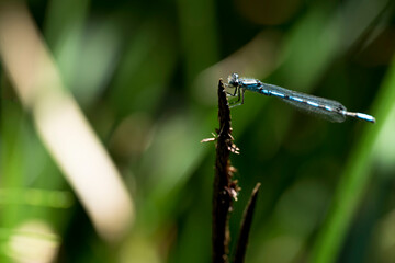 Blue dragonfly Anisoptera perched on small stick in landscape with green background