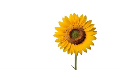 Obraz premium Vibrant single sunflower isolated on white background, perfect for design projects needing a cheerful, summery touch.