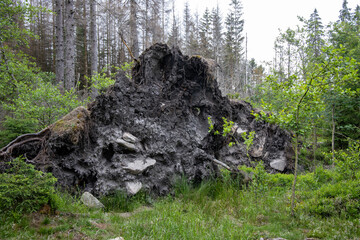 Impressionen Bilder aus dem Nationalpark Harz