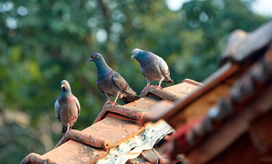flock of pigeons sitting on clay made roof tiles of a village hut. Selective focus against lush...